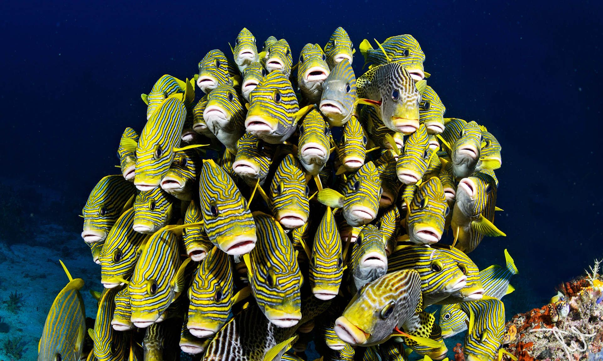 School of vibrant yellow and blue striped fish