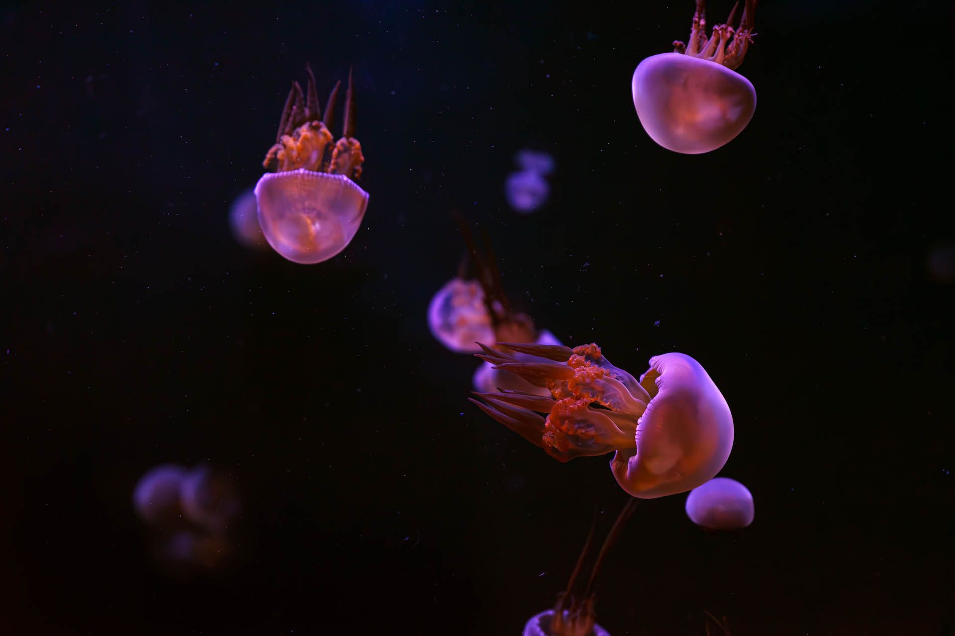 Glowing jellyfish drifting through dark ocean water