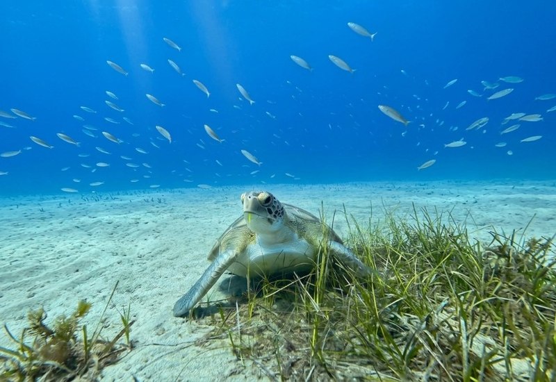 Tortuga marina nadando sobre praderas de posidonia