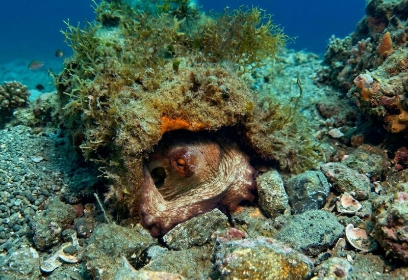 Pulpo camuflado en el fondo marino