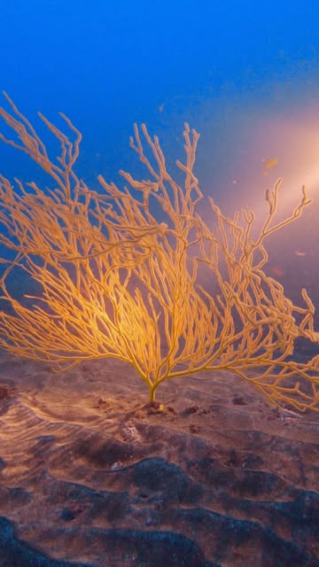Gorgonia en el fondo marino de Tenerife