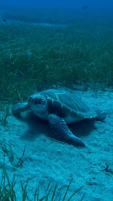 Tortuga verde en El Médano