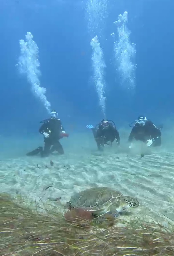 Tortugas en una inmersión con MédanoDive