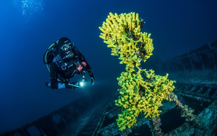 Grupo de buceadores explorando el fondo marino en Tenerife